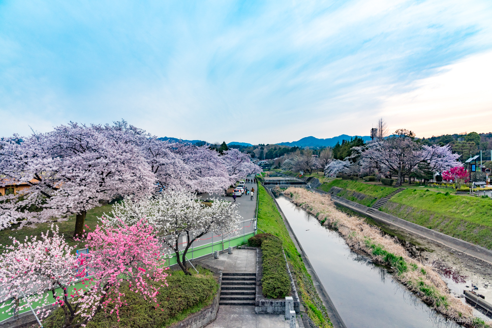 桜