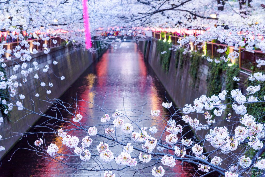 目黒川の桜
